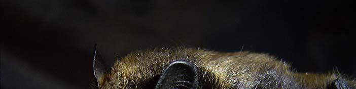 4.3.2 Kleine Bartfledermaus - Myotis mystacinus Mit fünf Fängen war die Kleine Bartfledermaus, die am zweithäufigsten nachgewiesene Art bei den Fangaktionen (Abb. 5).