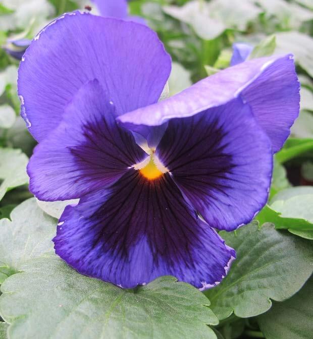 A - Viola In Viola