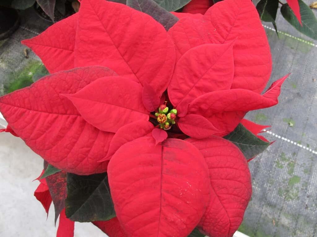 A - PoinseQen
