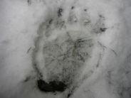 sichteten Tier um den männlichen Jungbären MJ4 handelt, der letztes Jahr im Kanton Graubünden, Schweiz überwintert hat und im Frühjahr 2008 nach Südtirol gewandert ist.