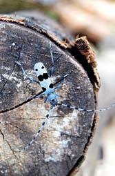 Einige Fledermausarten wie die Bechsteinfledermaus oder der Abendsegler nutzen die Höhlen im Totholz nicht nur als Brutund Jungenaufzuchtstätte, sondern auch als Rückzugsmöglichkeit.