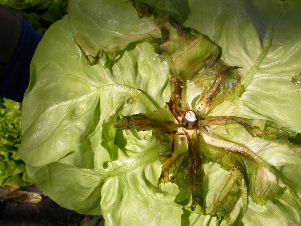 Biofungizide gegen Bodenpilze in