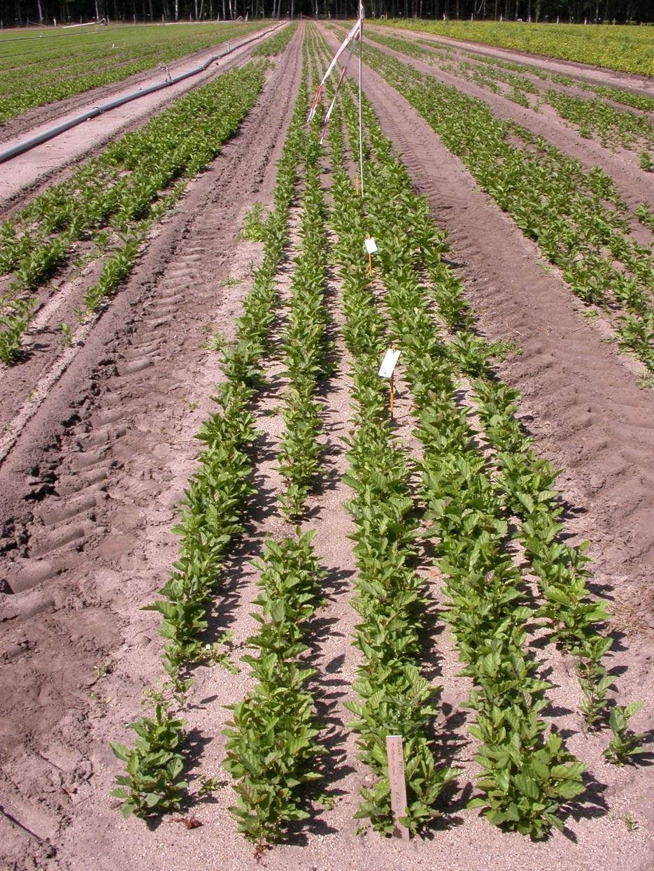 Gehölz-Saaten Fazit: Sowohl die Biofungizide als auch die betriebsübliche chemische Variante reduzierten den Ausfall durch Bodenpilze. Die Wirksamkeit der Biofungizide (2 Anw.