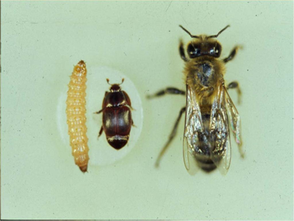 Foto Rau Diagnosis of Bee diseases Disease Sample Location Mobile Immobile SHB debris
