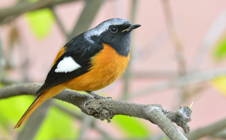 Die Biologen von Birdlife gewährleisten, dass die Vogelhäuser an sicheren Orten angebracht werden, weit weg von Raubvögeln und Menschen, die eine Bedrohung für die Nester sein könnten.