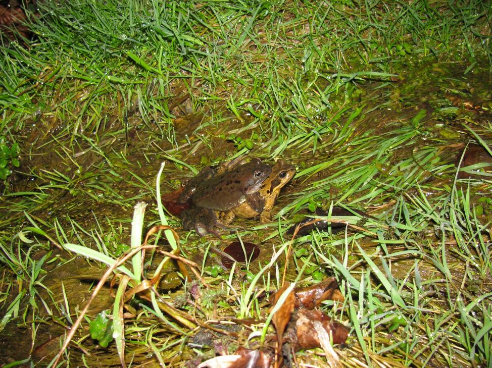 4.2. Amphibien Die jetzt schon beträchtlich hohe Zahl der Laichballen des Grasfrosches in den neu geschaffenen Kleingewässern im Gebiet Mühlau-Stutz von