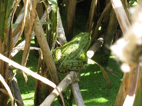 Der Wasserfrosch wurde erstmals bei den Tümpeln im Gebiet Mühlau-Stutz gesichtet.