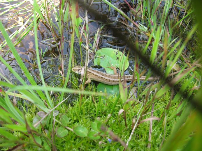 3 Reptilien Im Gebiet Mühlau-Stutz kommt die Blindschleiche vor und angrenzend wurde die Zauneidechse nachgewiesen, welche gemäss der Roten Liste der Schweiz (2005)