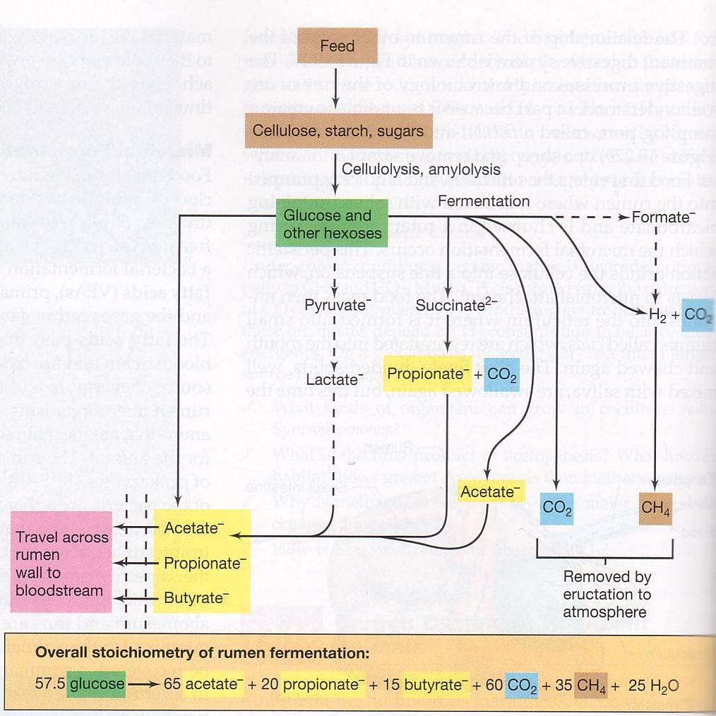 Abb. 10 Biochemische Reaktionen im Pansen. (Brock ; Biology of microorganisms, 10th Edition) Anhang Kursanleitungen: http://www.microeco.unizh.