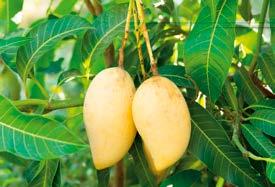 Die Mango findet vielfältige Anwendung in der Küche: in Salaten, Nachspeisen, Kuchen, Soßen, Chutney oder Mixgetränken. Die Mango kann jedoch noch viel mehr als nur exotisch gut schmecken.