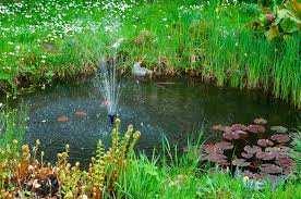 Einen Teich anbauen und Tiere