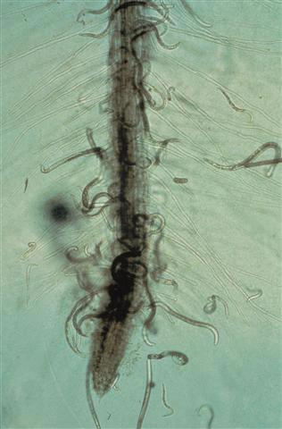 Älchen (Fadenwürmer) Wurzelälchen verursachen auf sehr aggressive Weise und großflächig schwache Pflanzen mit Wachstumsstörungen in der gesamten Rosenzucht.