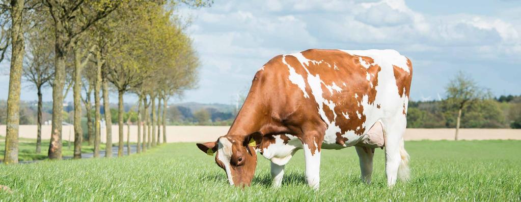 StrukturGras NutriFibre bildet strukturreiche Blätter. Diese regen die Wiederkäuaktivität Protein- und Fettgehalten in der Milch und zu Gesundheitsproblemen Pansenazidose. Was ist das?