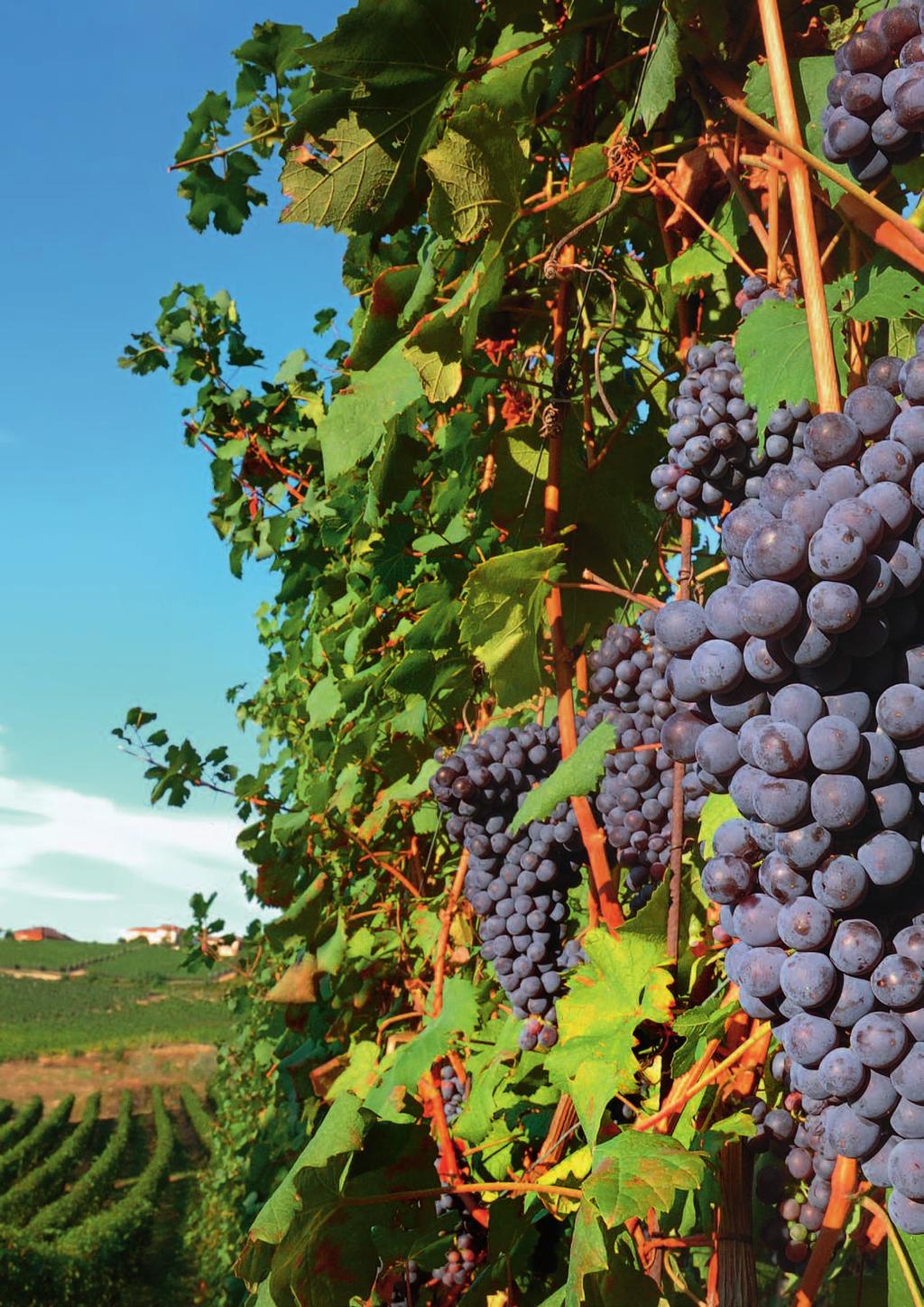 Weinbergbegrünung Im modernen Weinbau ist der Boden einer der wichtigsten Produktionsfaktoren für den Winzer.