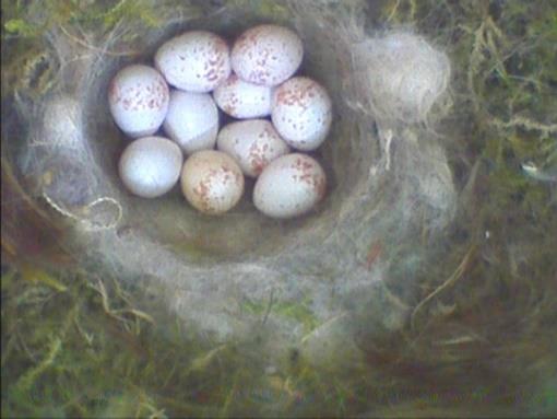 . : Uhr: Eier im Nest.