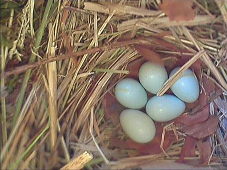 Sechs Tage vor dem Schlüpfen der Jungvögel wurden die Eier im Nest mit roten Blättern unterlegt.