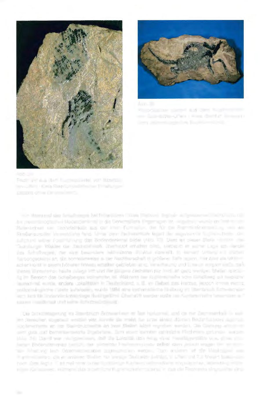 Abb. 25 Protorosaurus speneri aus dem Kupferschiefer von lbbenbüren-uffeln / Kreis Steinfurt (bewegliches paläontologisches Bodendenkmal). Abb.