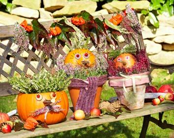 Basteln mit Kindern Little Miss Pink Pumpkin: Einen Topf mit pinkfarbenen Callunen bepflanzen und in die Mitte