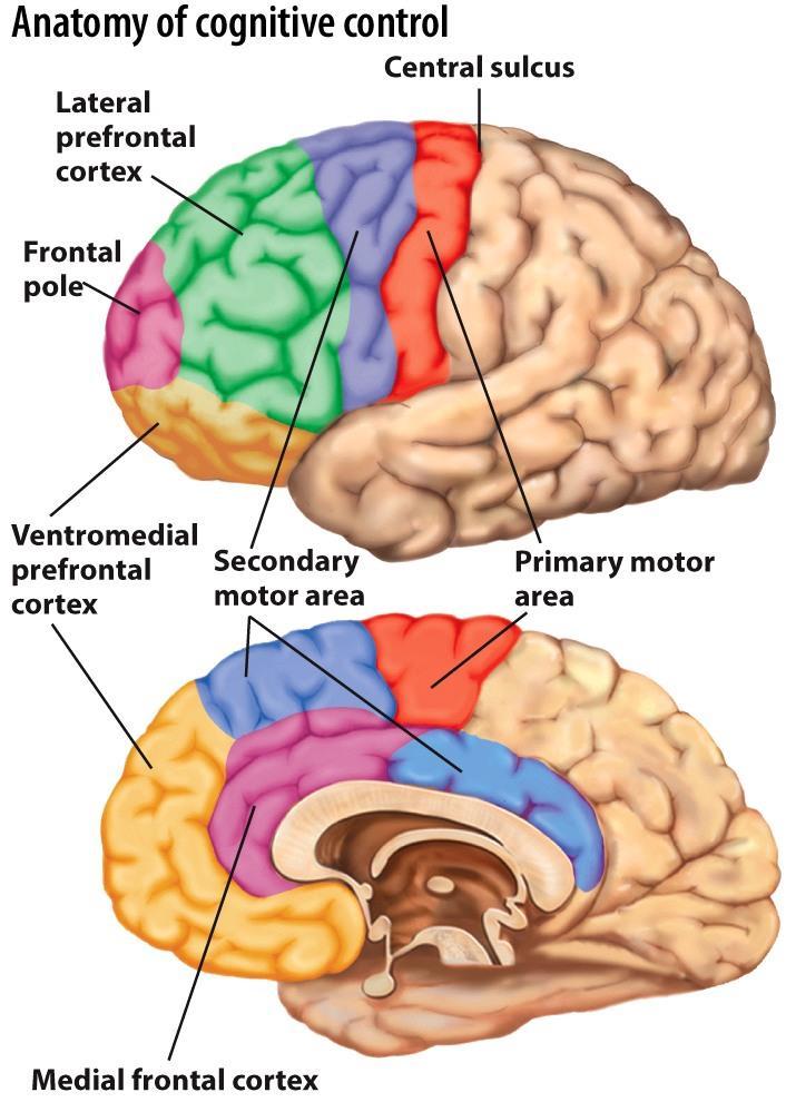 hypothalamus, striatum, and parts of PFC weakly connected with