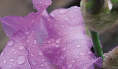 Iris bringt die Haut zum Strahlen. Feuchtigkeitsimpulse für jeden Hauttyp. Das macht die Iris so besonders. Die Iris wird in unseren Anbaugebieten in Italien angepflanzt.