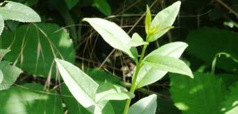 Pflanzen mit panaschierten Blättern: Seine Rinde ist glatt, grün bis graugrün und trägt viele kleine