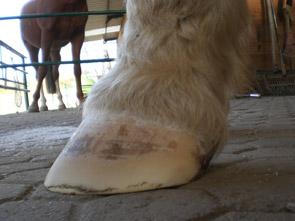 Ein verantwortlich denkender Tierarzt wird den Pferdebesitzer darauf aufmerksam machen, dass eine solche Huf- und Gliedmaßensituation die Gesundheit des Pferdes über kurz oder lang gefährdet.