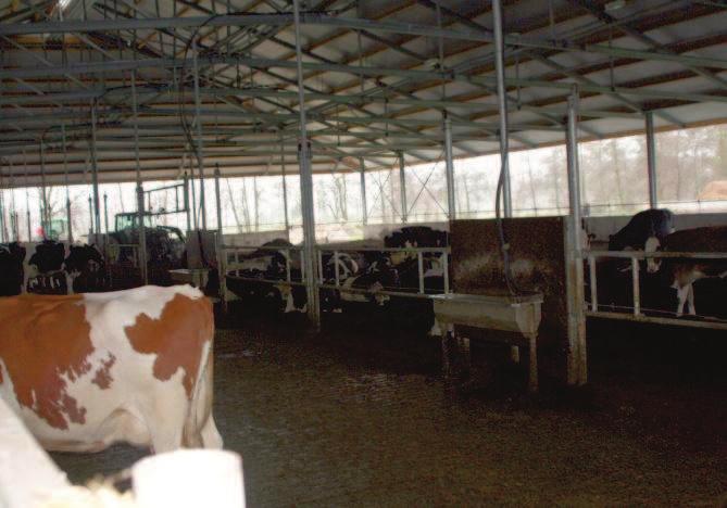 Platzangebot pro Kuh Die Grundfläche, die pro Kuh zur Verfügung stehen sollte, variiert nach Rasse und Gewicht der Tiere (Tab. 1) Für HF Tiere sollten mind.