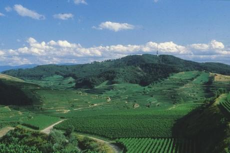 Der Kaiserstuhl - Weinanbaugebiet Baden Entstehung und Landschaftsbild Inselartig ragt der Kaiserstuhl aus dem breiten Oberrheintal (hier 190 m über NN) bis zu einer Höhe von 557 m (Totenkopf im