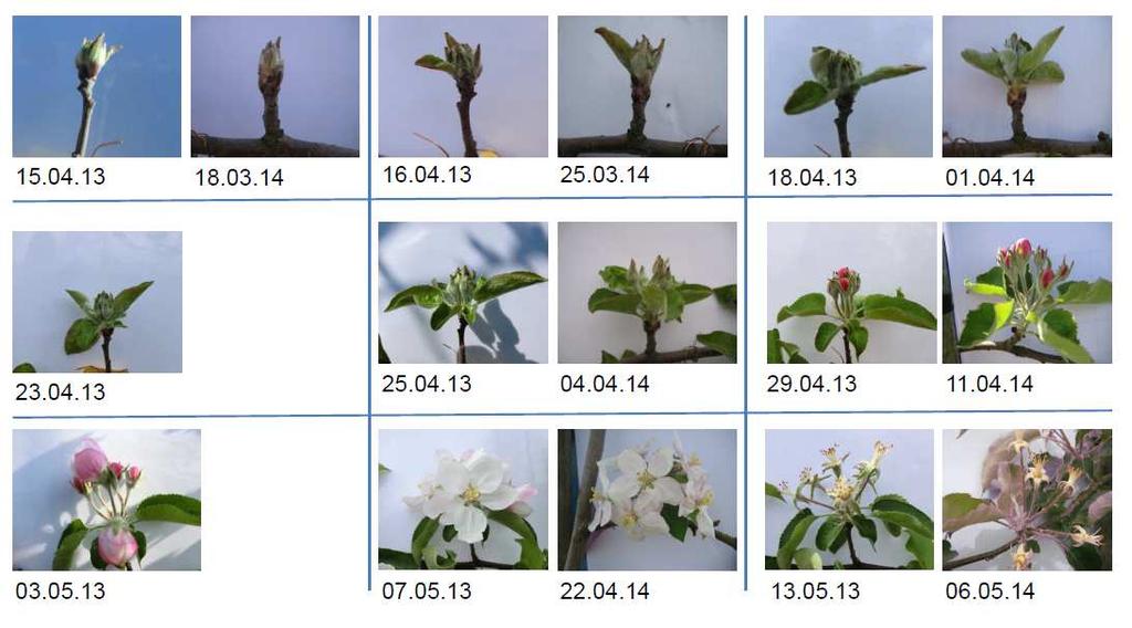 unbehandelten Kontrollvariante der Versuchsanlage 1 die Entwicklung ausgewählter Blütenknospen fortlaufend dokumentiert.
