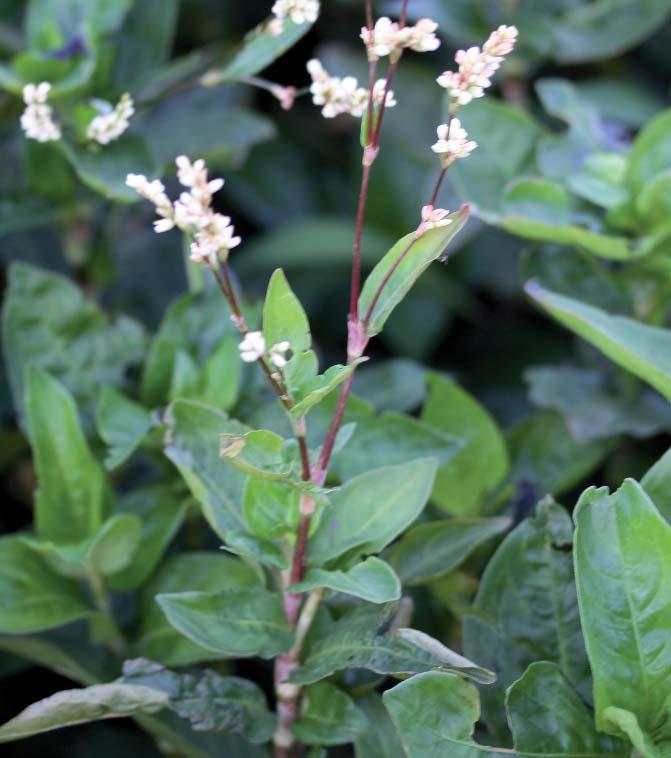 2.1.2 Anbautelegramm für Färberknöterich (Polygonum tinctorium Ait.