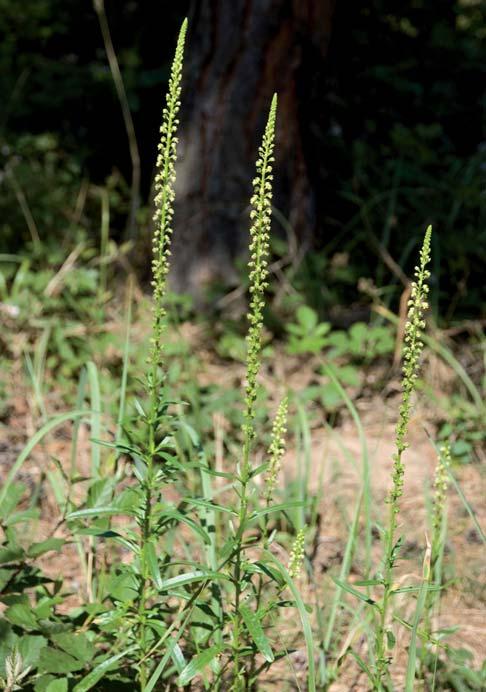 2.2.1 Anbautelegramm für Färber-Resede (Reseda luteola L.) Botanik Das auch als Färberwau bekannte 1- bis 2-jährige Resedengewächs bildet zur Blütezeit (Juni bis August) einen ca.