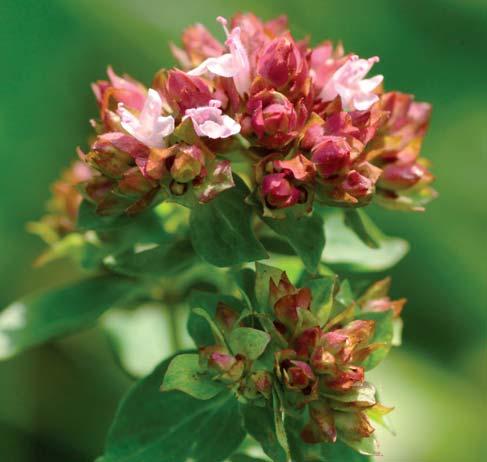 2.4.1 Anbautelegramm für Echten Dost (Origanum vulgare L.) Botanik Echter Dost ist ein ausdauernder Lippenblütler.