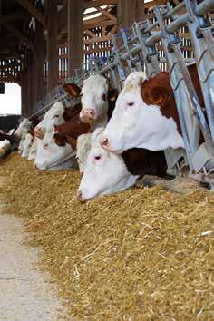In der Schweinefütterung wird Mais bis zu 75 Prozent in Form von Trockenmais, MKS oder GKS eingesetzt. Auch in der Rinderfütterung wird ein Maisanteil von bis zu 60 Prozent in der Ration erreicht.