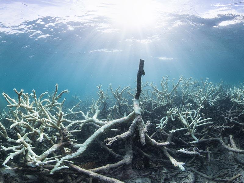 Verlust der meisten Korallenriffe bei 1.5 C Temperaturanstieg Great Barrier Reef, March 2016 Frieler et al.