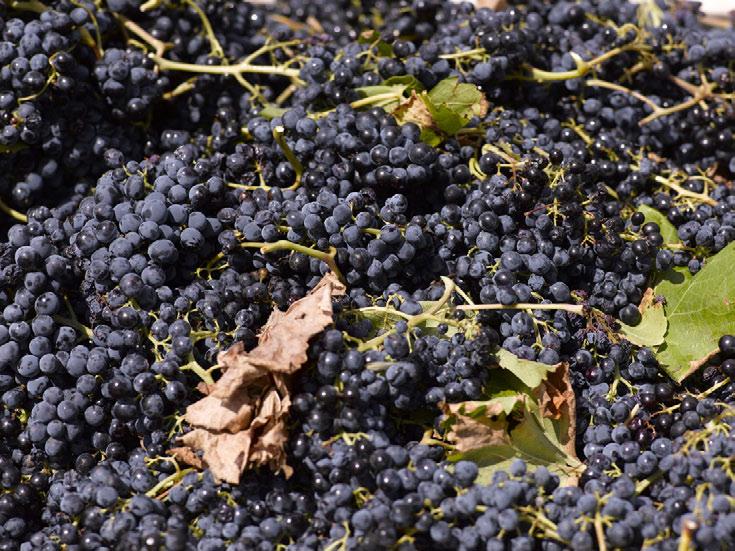 Die natürlichen Weine werden ein wahrer ausdruck des Territoriums sein, denn zu den antiken rebsorten fügt sich eine Weinbereitung hinzu, die
