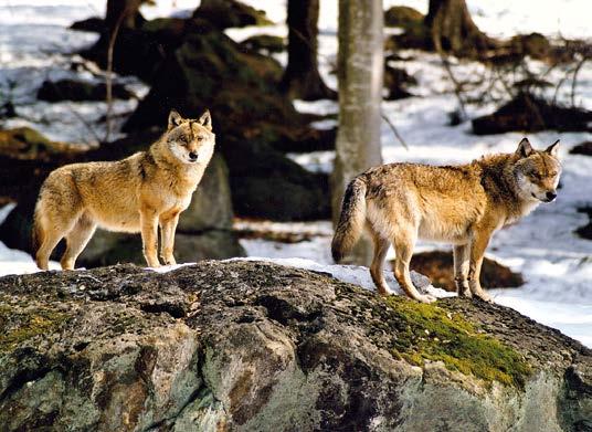 Canis lupus, so sein wissenschaftlicher Name, gehört zur Familie der Hundeartigen, wie auch der Rotwolf, Goldschakal und Kojote.