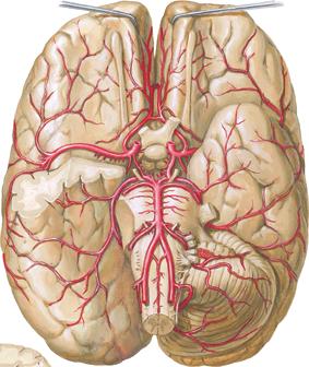 Gehirn: Arterien A. communicans anterior A. cerebri anterior A. carotis interna Aa. centrales (thalamostriatae) anterolaterales A. cerebri media A. communicans posterior A. cerebri posterior A.