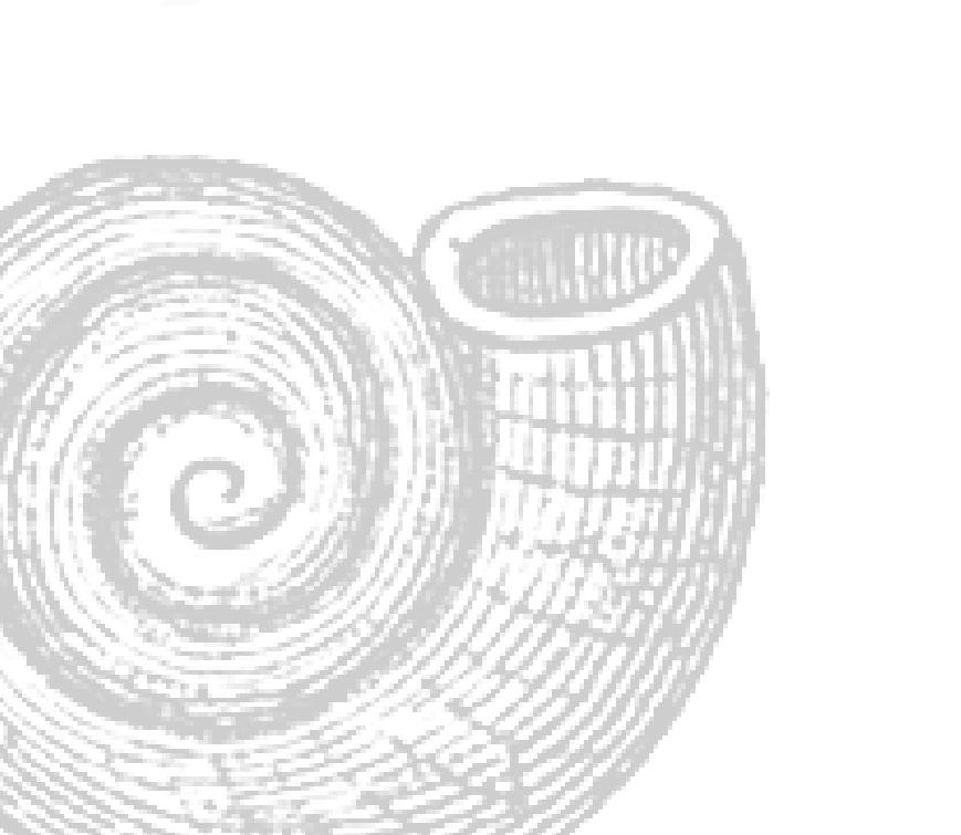Für den routinierten Fachmann trotzdem keine Sache: Nach kurzem Gestocher präsentiert er seinen Fund, einen rund fünf Millimeter grossen, fast komplett erhaltenen Ammoniten.