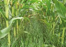 Vegetationsperioden zwischen den Mais) ACKERFUTTERBAU Mais-Untersaat zur Bodenbedeckung, N-Fixierung, Verbesserung der Humusbilanz, Bodenfruchtbarkeit, und -struktur und zum Erosionsschutz.