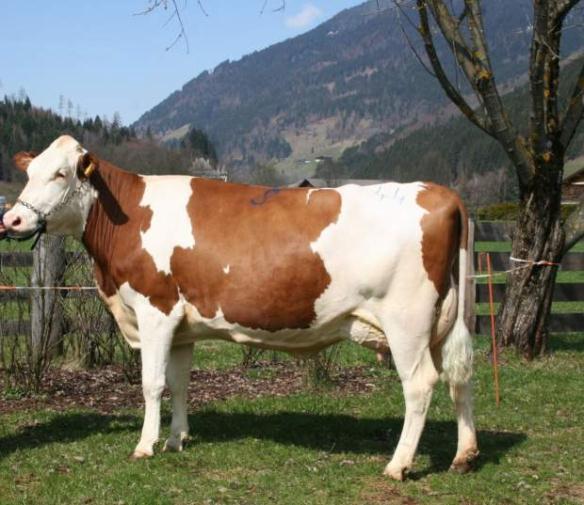 Nährstoffkreislauf ankurbeln Düngewert einer Kuh