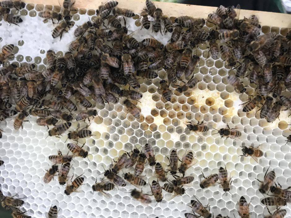 desto aggressiver wird das Verhalten der Bienen. Werden alle kontaminierten Waben entfernt, beruhigen sich die Bienen innerhalb kurzer Zeit wieder.