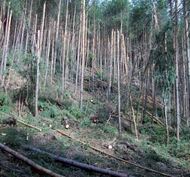 3 Einfl ussfaktoren auf den Waldzustand Der Waldzustand wird durch unterschiedlichste Umweltfaktoren beeinflusst.