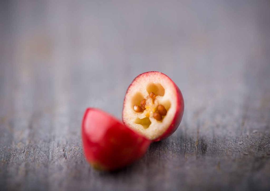 Die FRUCHT Cranberry Bei der Cranberry handelt es sich um eine Beere, die schon den Indianern bereits für ihre natürliche Wirkung bekannt war.