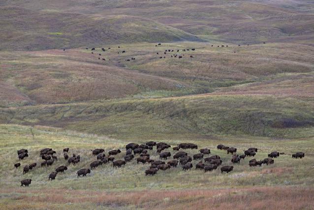Bild 4 Seite 56-57 Gemäßigtes Grasland: Prärie (USA, South Dakota) Im Spätsommer, zur Paarungszeit, suchen die sonst eher