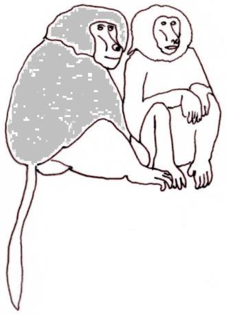 Der Mantelpavian Mantelpavianmännchen haben eine kräftige silberfarbene Mähne. Mantelpavianweibchen haben olivbraunes Fell ohne Mähne. 1. Überlege, warum sie Mantelpaviane genannt werden.