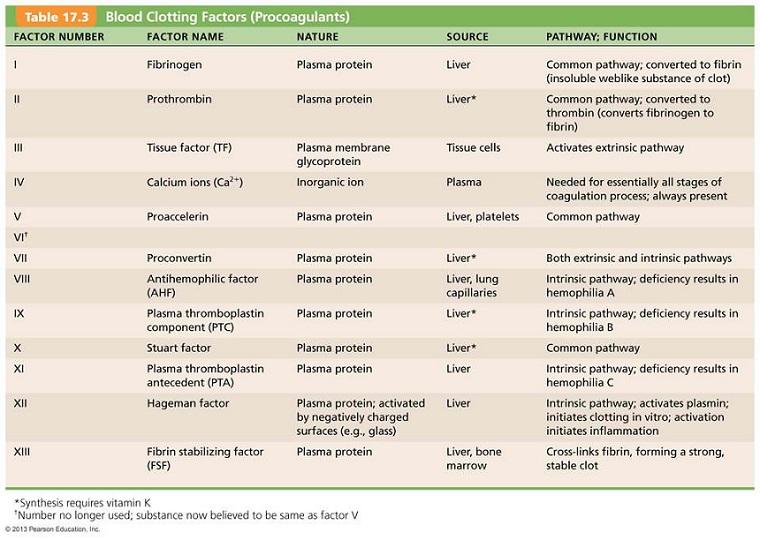 Gerinnungssystem - Gerinnungsfaktoren Produktion in der Leber, F II, VII, IX, X Vitamin K-abhängig Meist Serinproteasen, stetige Zirkulation im Blut