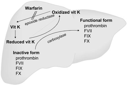 Vitamin K-Antagonisten Vitamin K Stoffwechsel Angriffspunkt der Vitamin K-Antagonisten in der Leber: