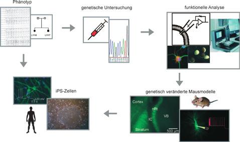 Mechanismen genetischer Epilepsien Abb. 2: Heterologe Expressionssysteme, Mausmodelle und ips-zellen dienen zur funktionellen Analyse von Ionenkanaldefekten.