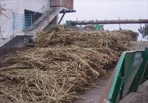 Herstellung von Rübenzucker um umweltschonende Vorgänge handelt. Zunächst wird das Zuckerrohr für die Extraktion vorbereitet.