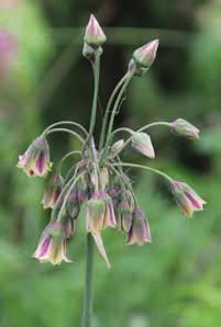 Allium 'Miami' Blütezeit: VII